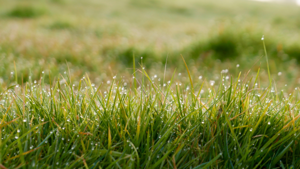 Terrain avec de l'herbe à Angers